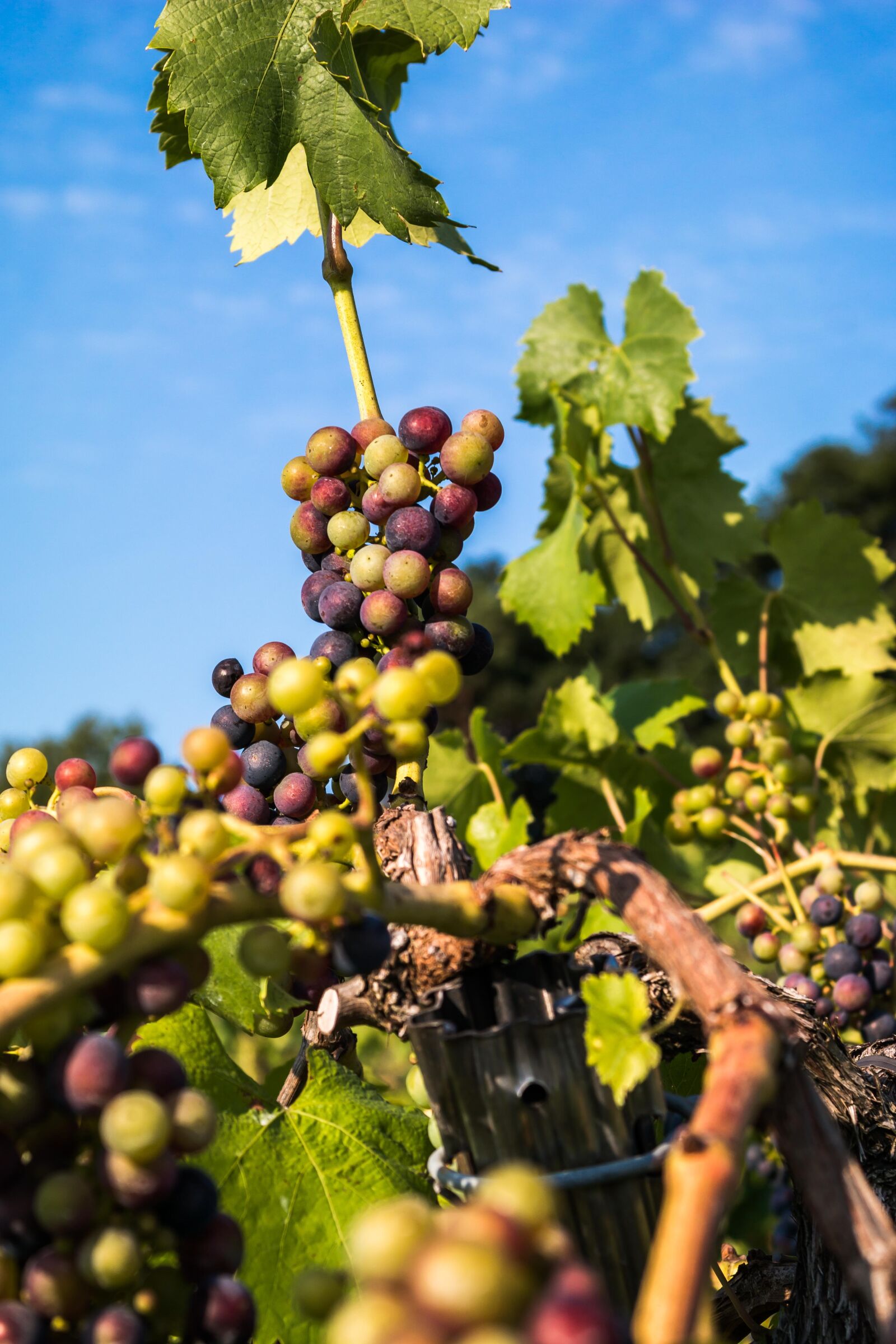 Samsung NX300M + Samsung NX 20-50mm F3.5-5.6 ED sample photo. Wine, grapes, immature photography