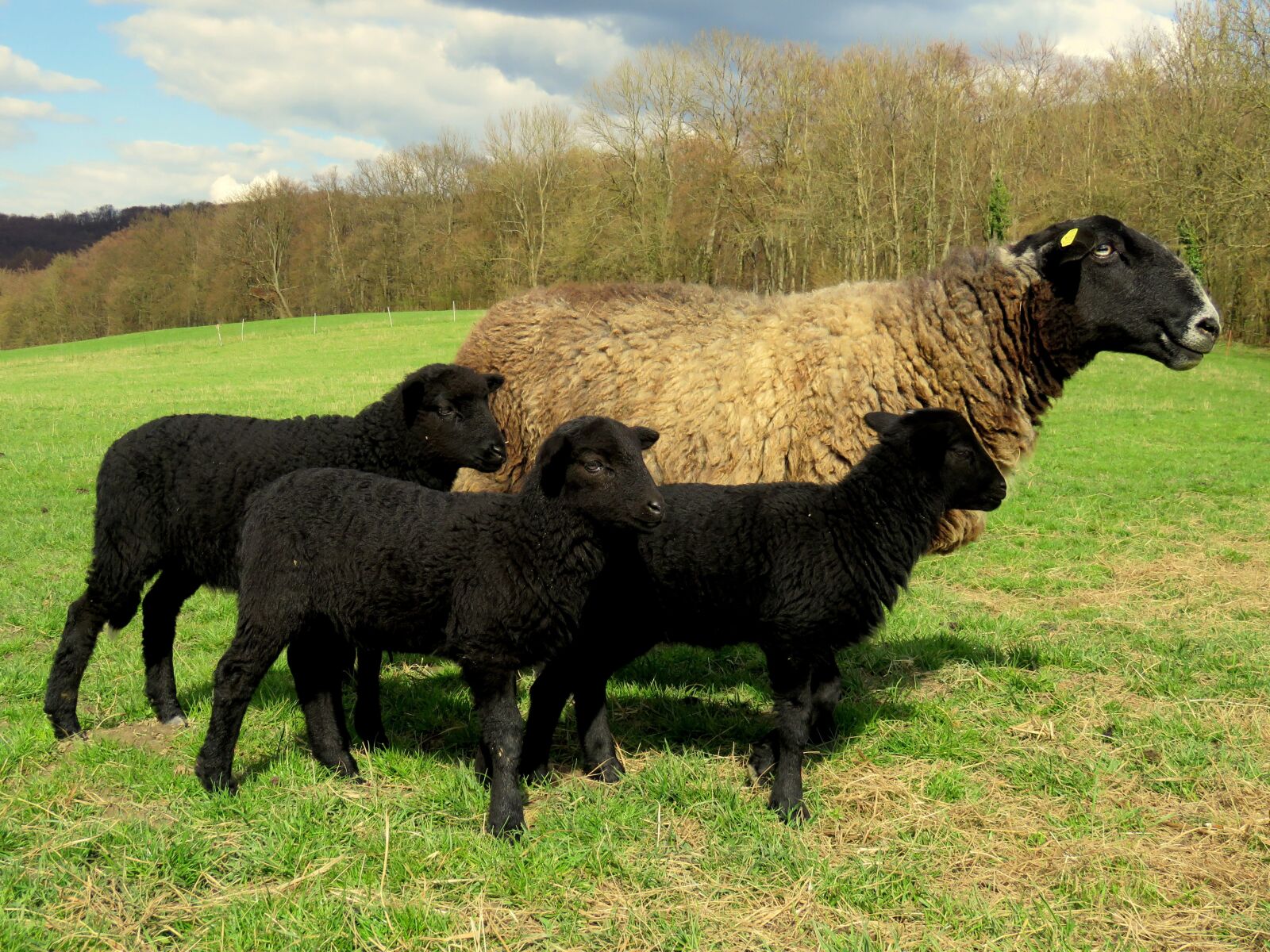Canon PowerShot SX60 HS sample photo. Sheep, mother, lamb photography