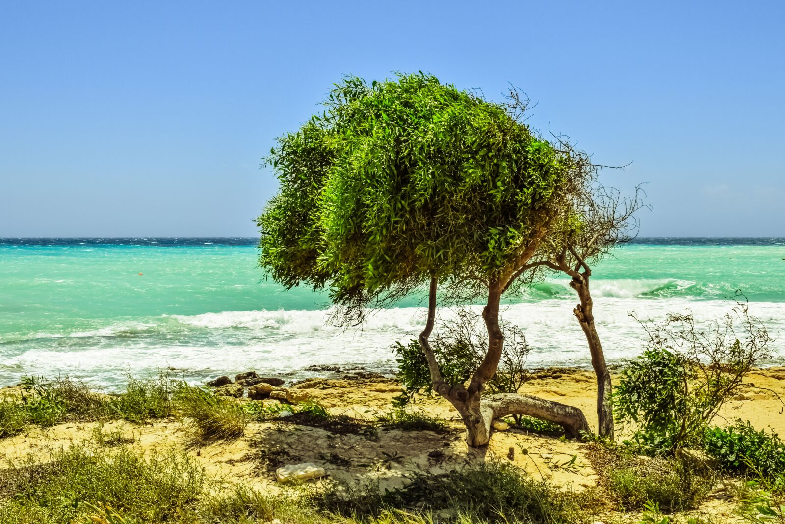 Nikon D3300 sample photo. Tree, dunes, sea photography