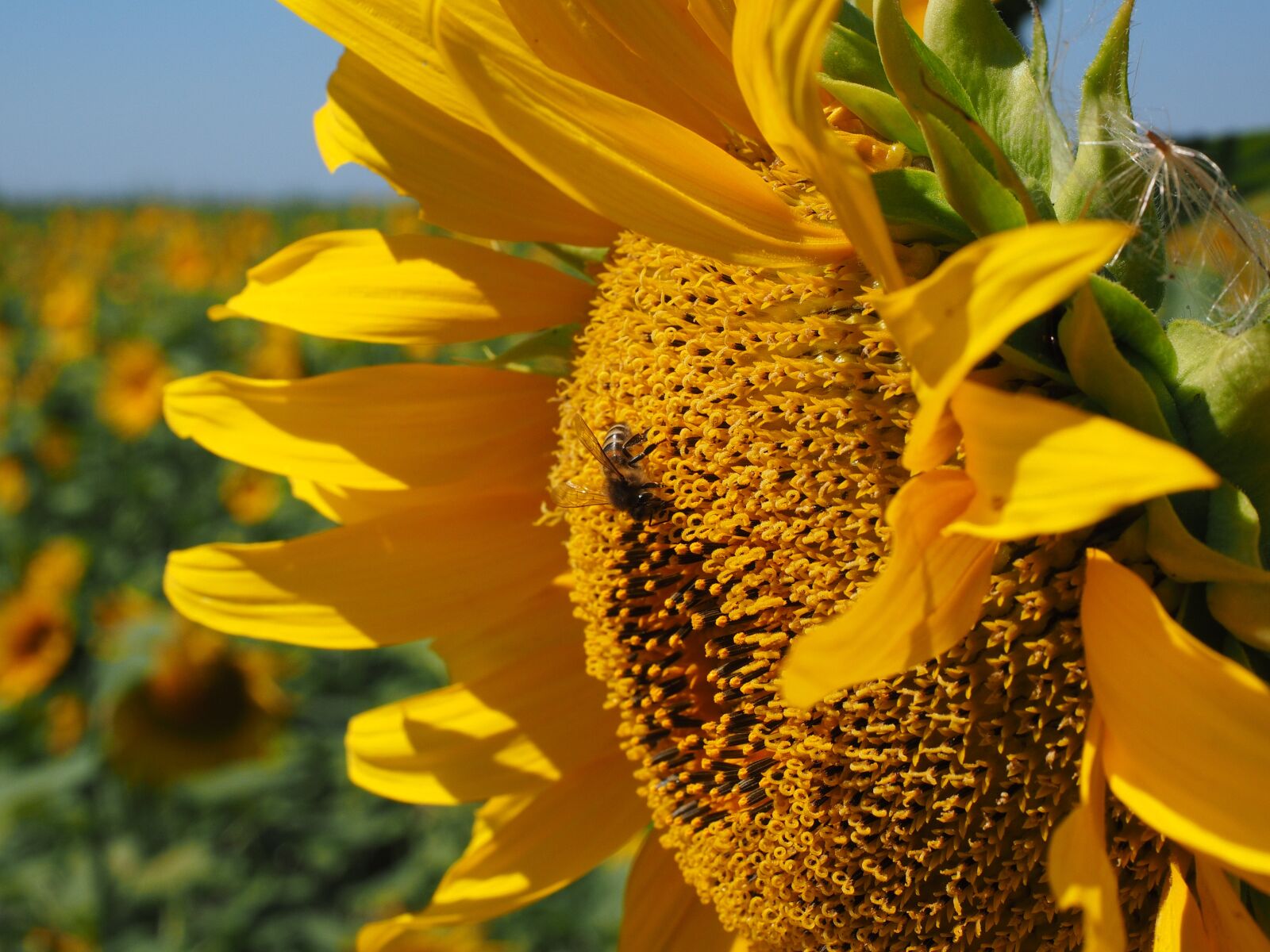 Olympus OM-D E-M1 + Olympus M.Zuiko Digital ED 12-40mm F2.8 Pro sample photo. Sunflower, bee, blossom photography