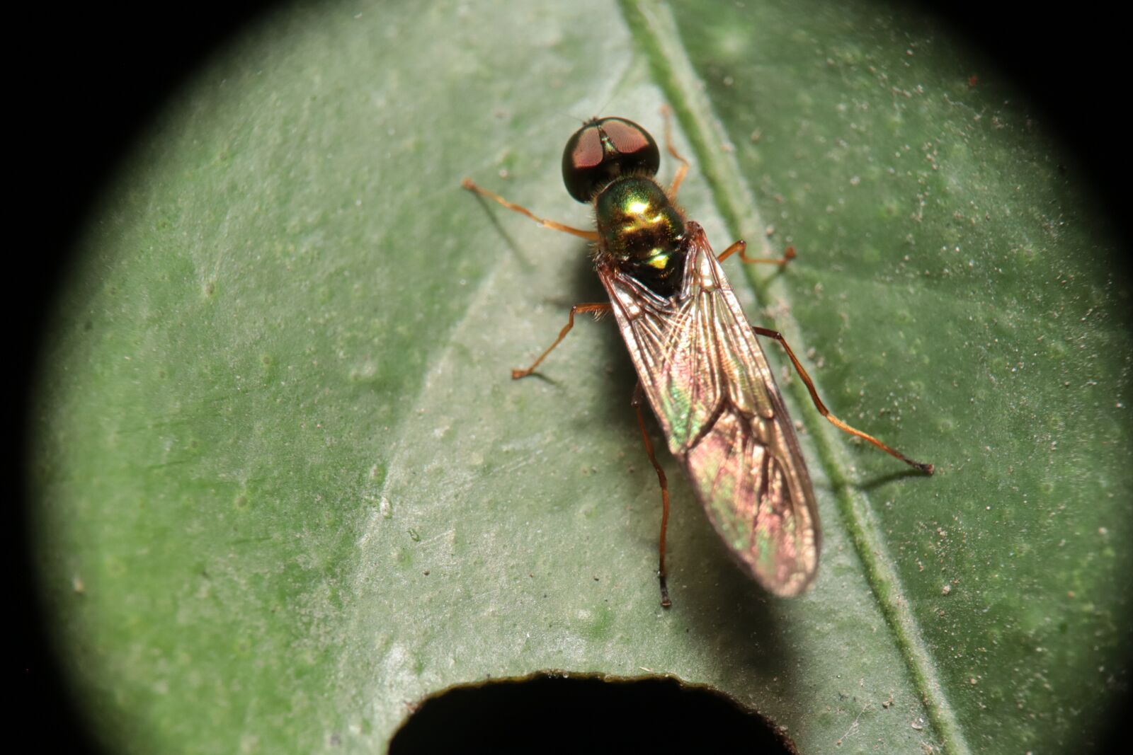 Canon EOS M50 (EOS Kiss M) sample photo. Insect, nature, garden photography