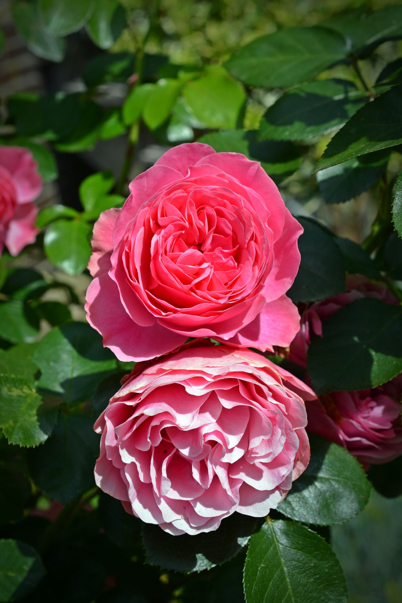 Nikon D5200 sample photo. Rose, blossom, bloom photography