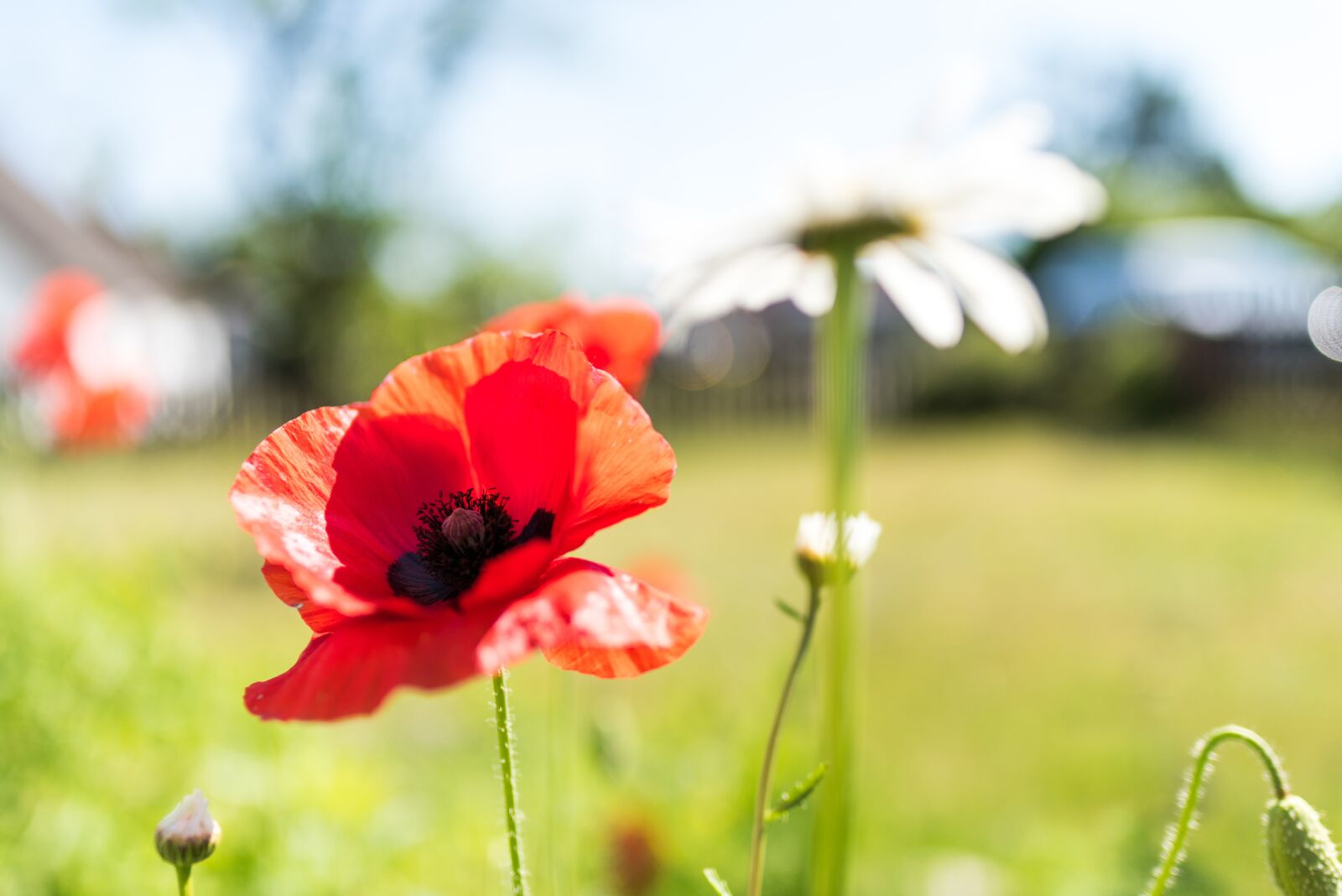 Nikon D810 sample photo. Poppy, blossom, bloom photography