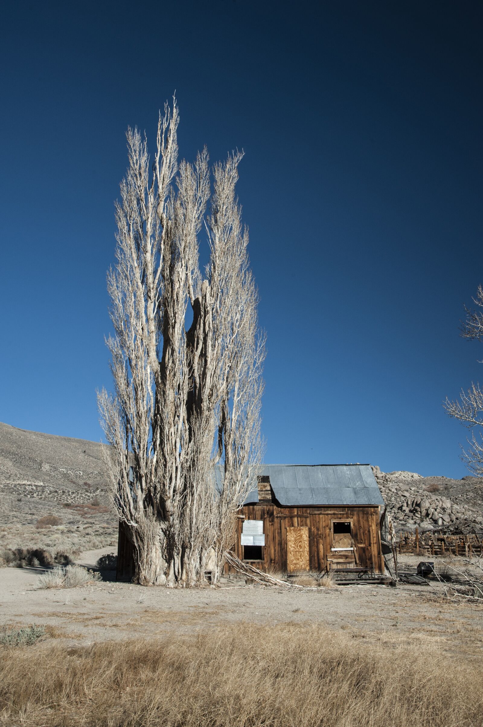 Nikon D3 sample photo. Nature, tree, old tree photography