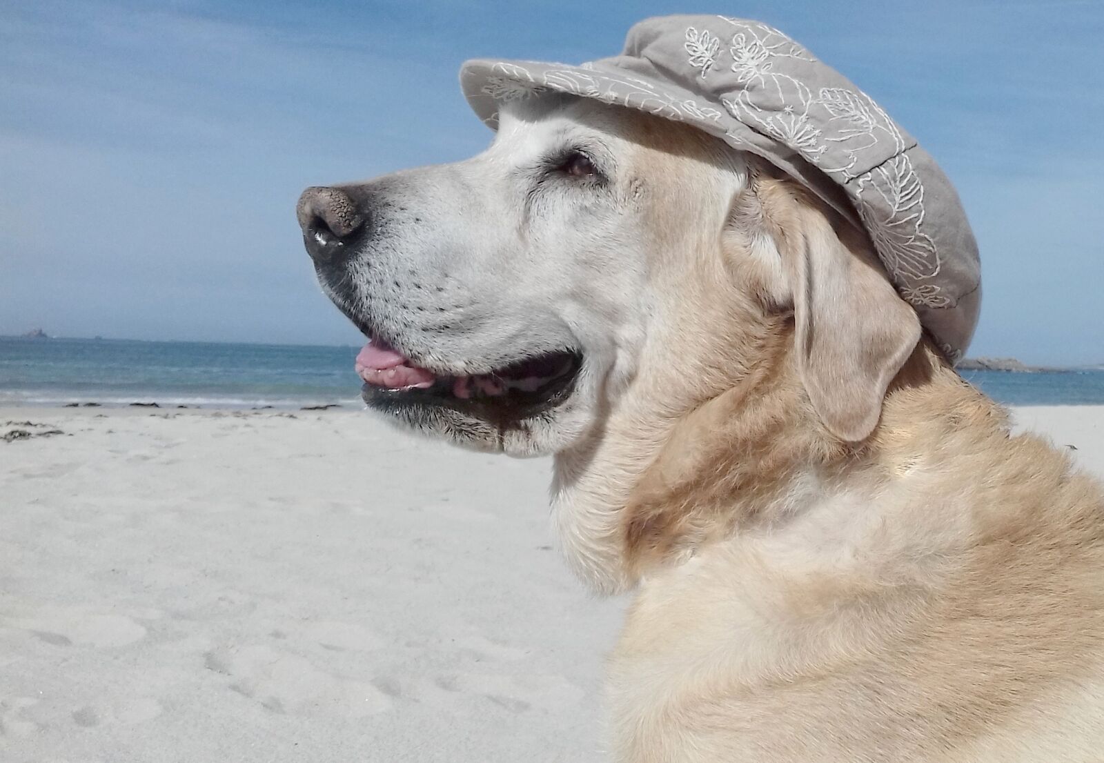 Samsung Galaxy J3(2016) sample photo. Beach, sea, dog photography