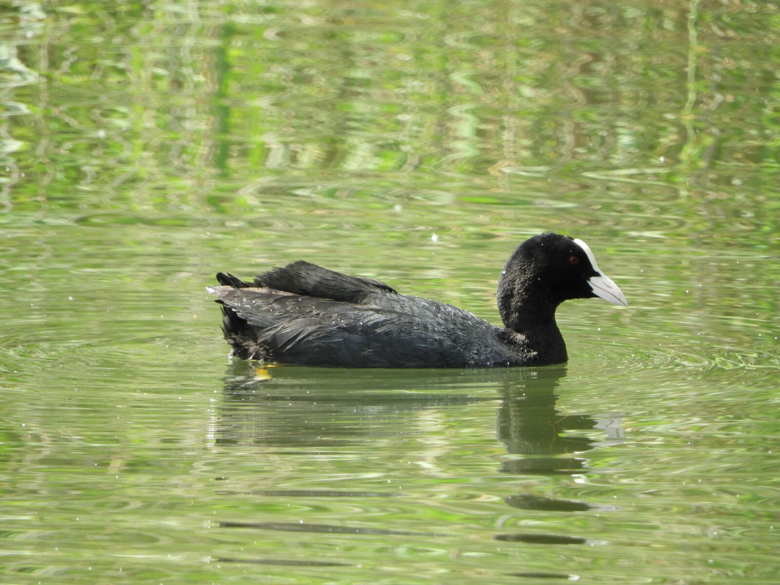 Nikon Coolpix B700 sample photo. Water bird, lake, nature photography