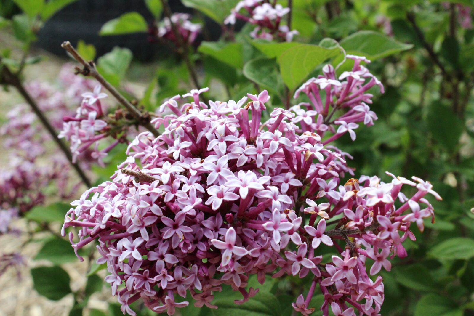 Canon EOS 600D (Rebel EOS T3i / EOS Kiss X5) sample photo. Lilac, perennial, flower of photography