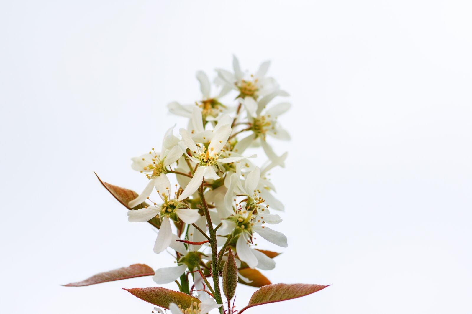 Nikon D7200 sample photo. Amelanchier, flowers, bush photography