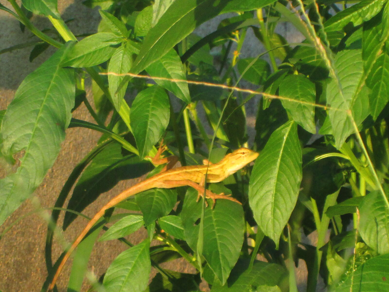 Canon PowerShot A2300 sample photo
