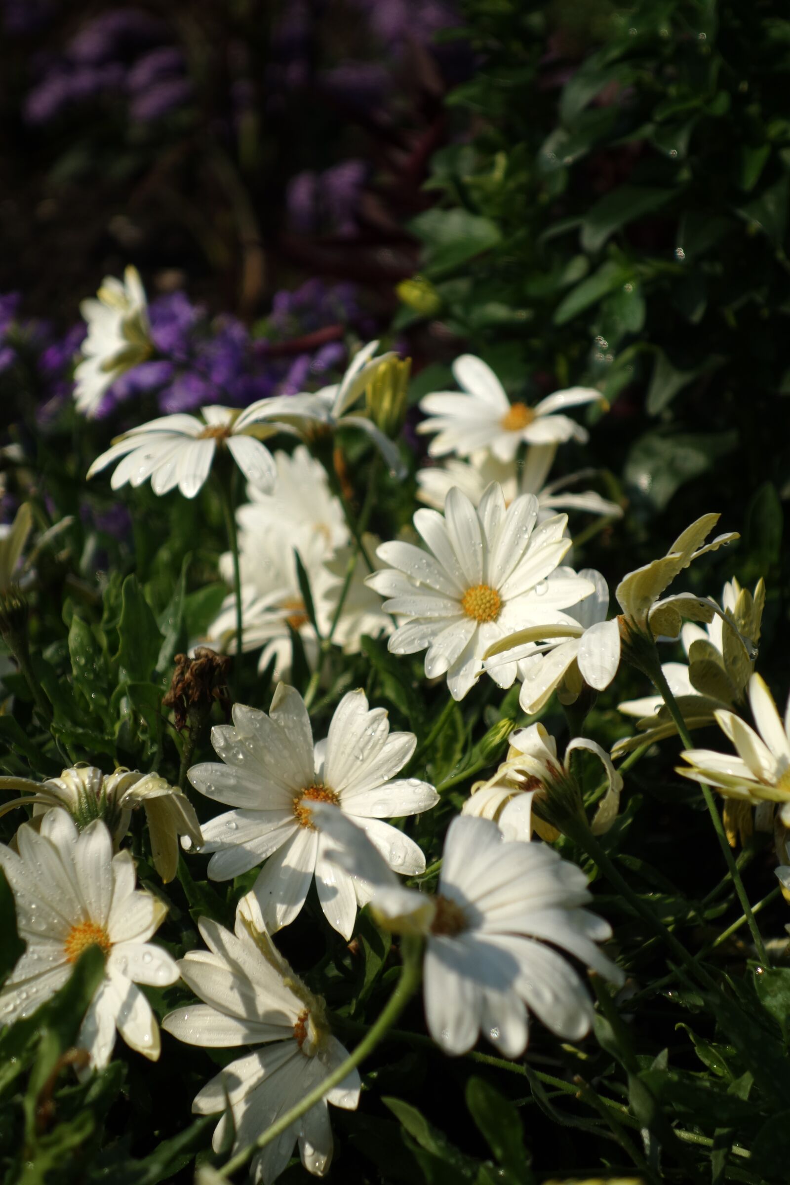 Sony Cyber-shot DSC-RX100 sample photo. Flower, garden, drip photography