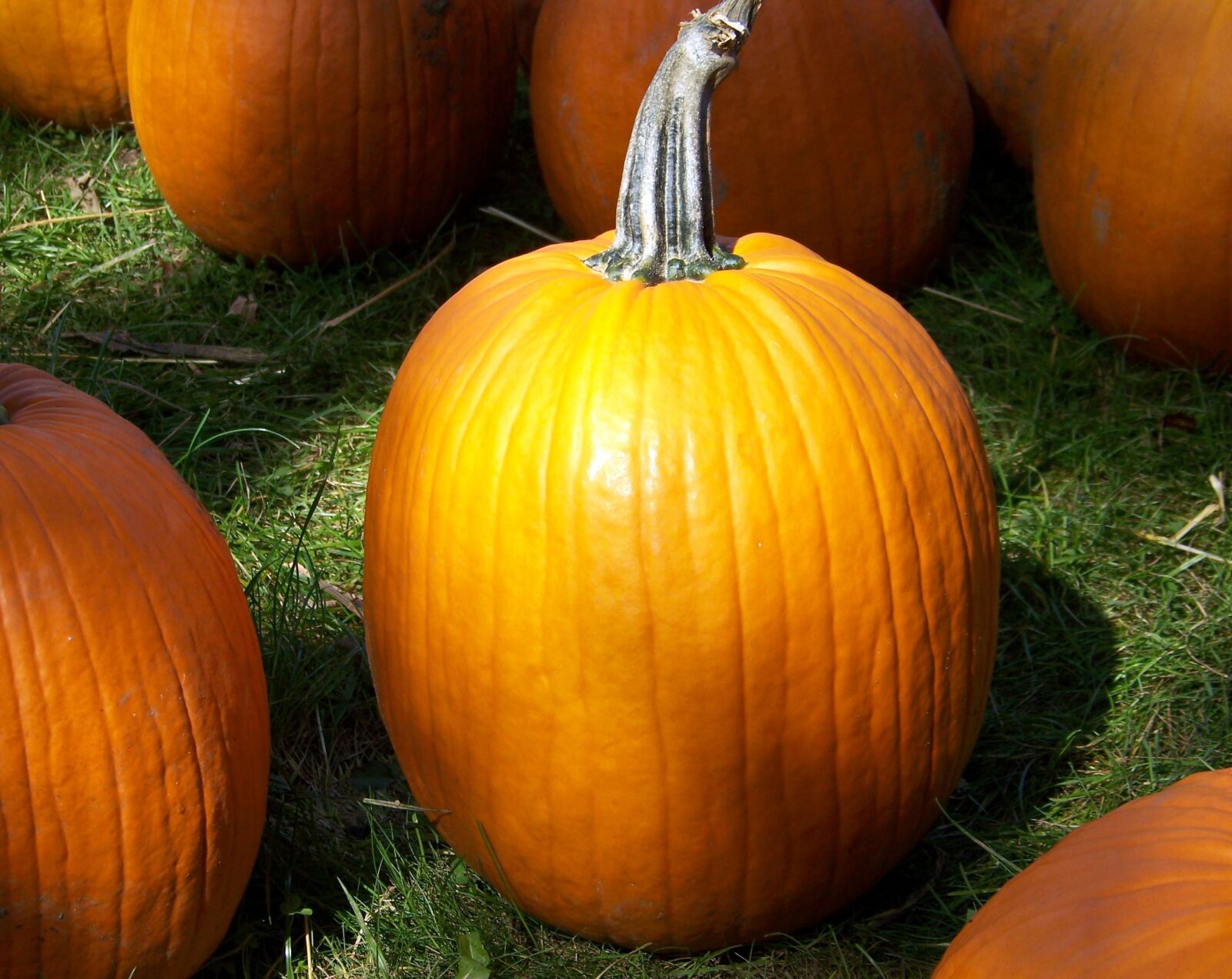 Kodak Z612 ZOOM DIGITAL CAMERA sample photo. Autumn, fall, food, halloween photography
