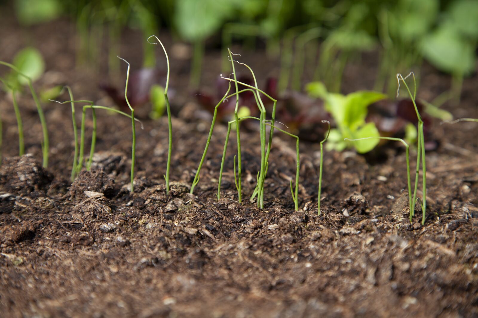 Canon EOS 5D Mark II sample photo. Spring onion, seedlings, growth photography