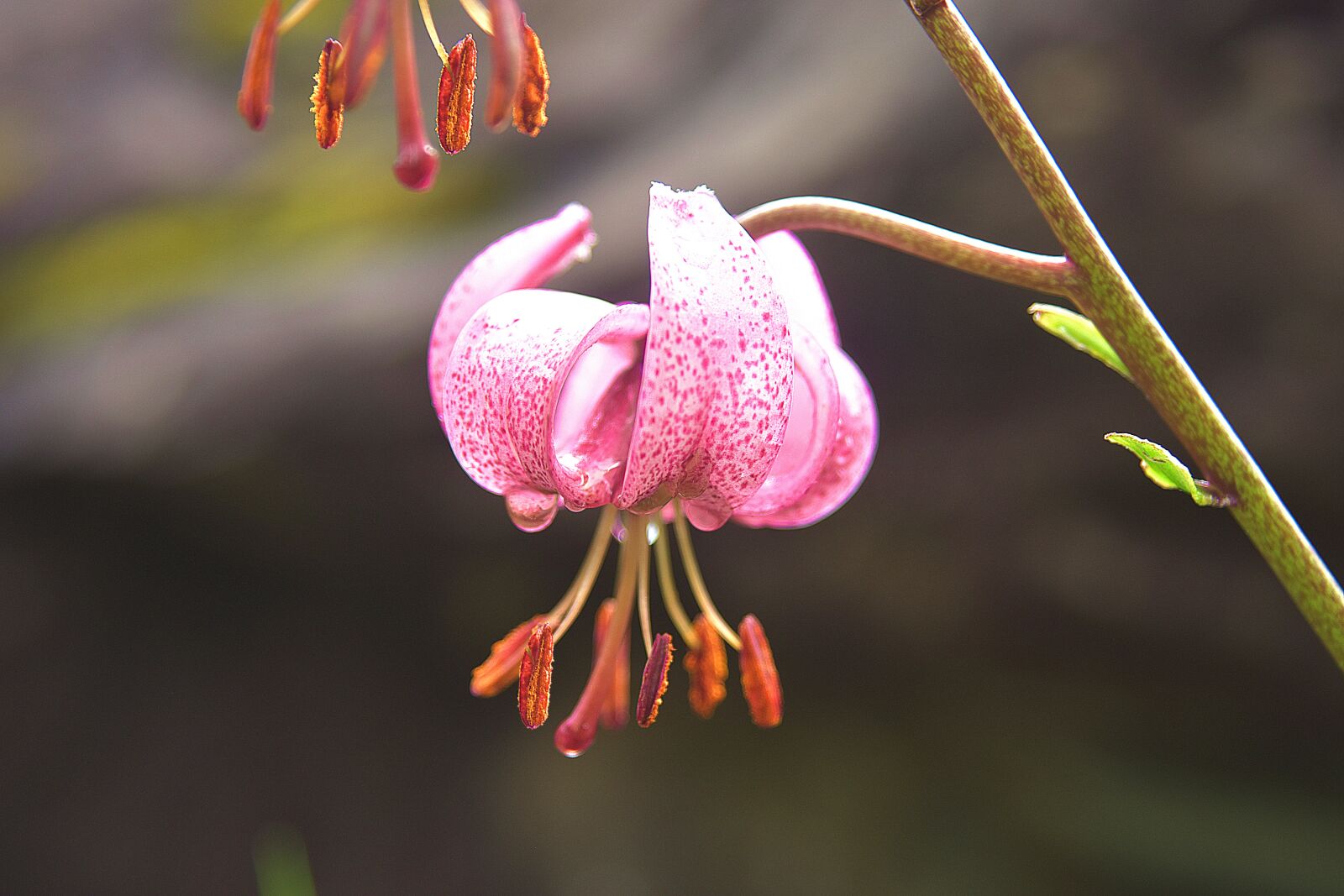 Nikon D7200 sample photo. Turk's cap lily, flower photography