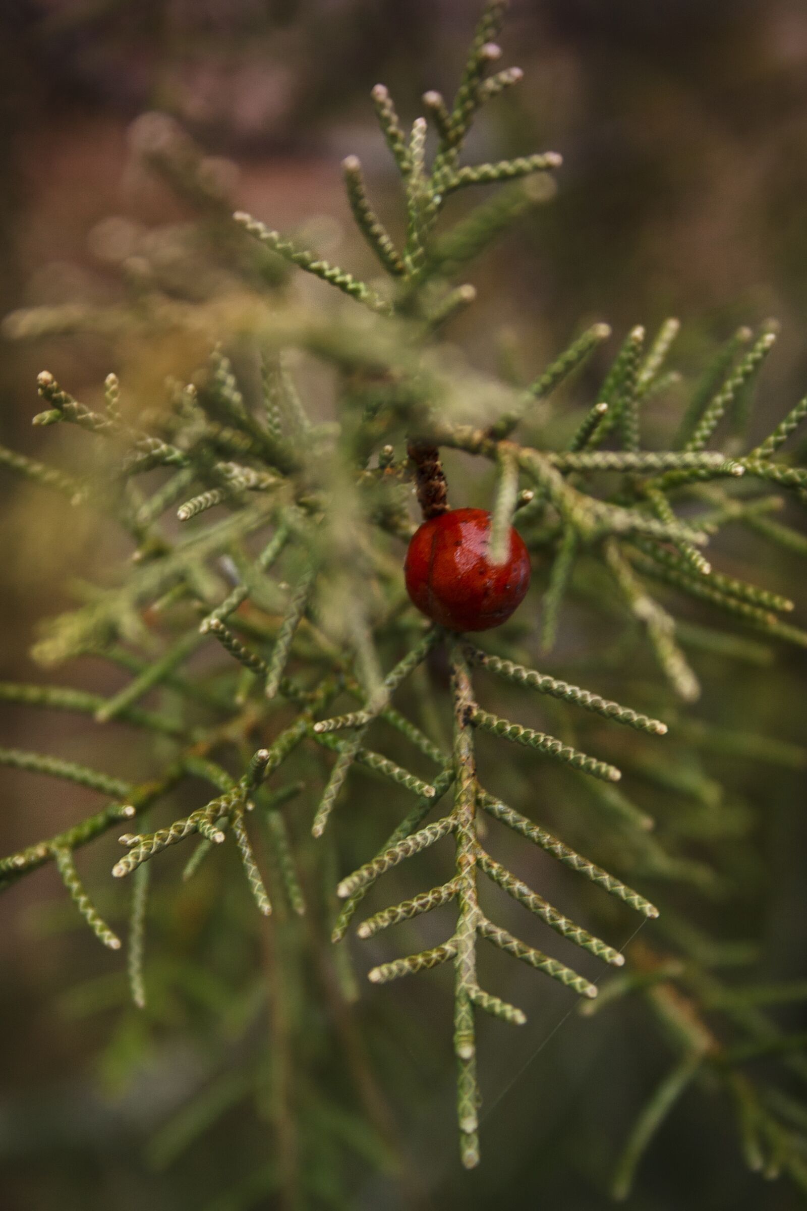 Canon EF-S 18-55mm F3.5-5.6 II sample photo. Nature, berry photography