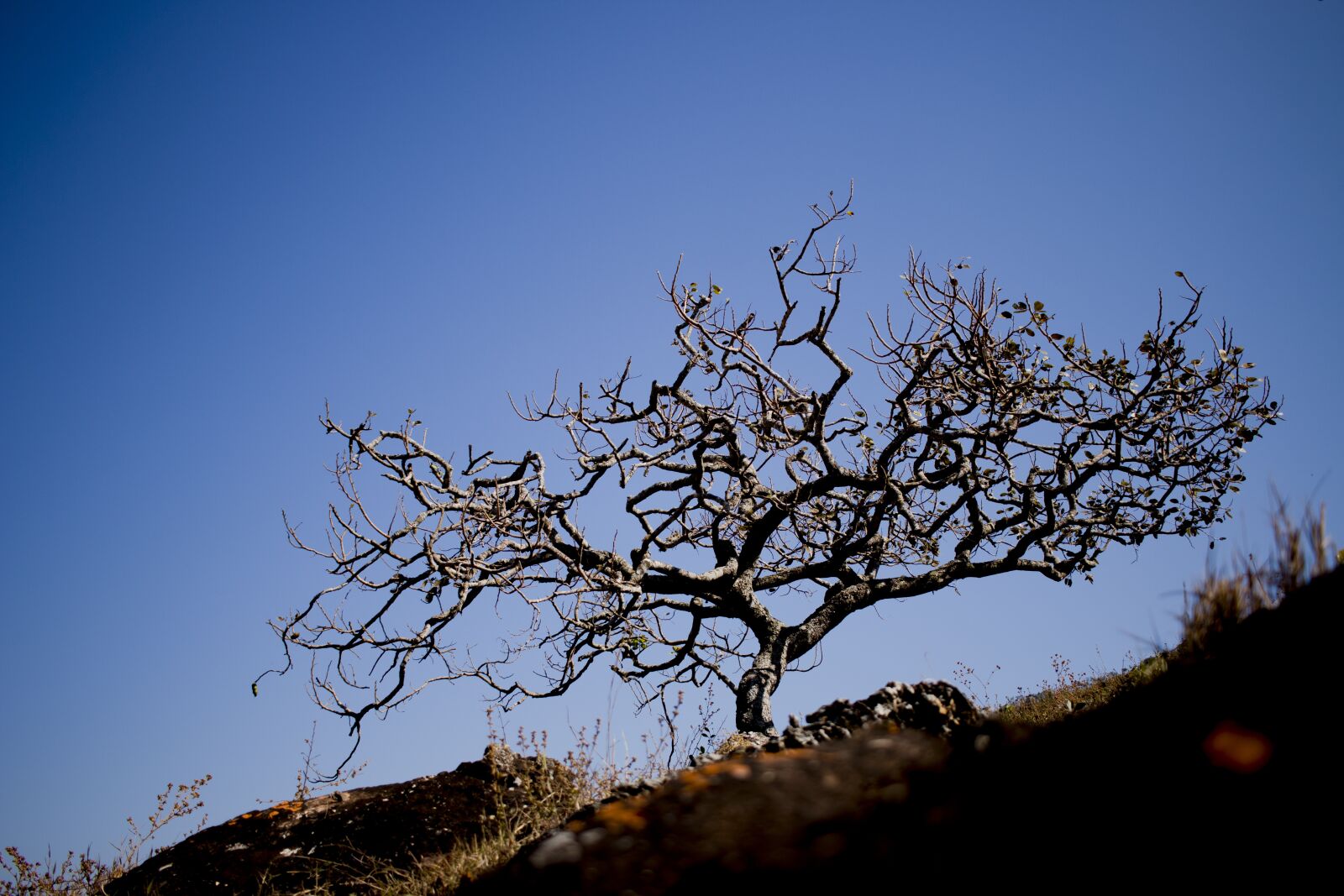 Canon EF-S 24mm F2.8 STM sample photo. Dry tree, the serra photography