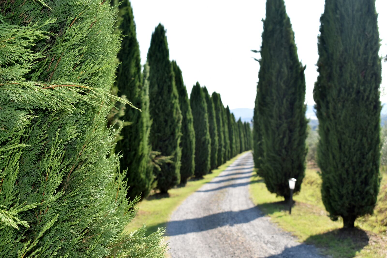 Nikon D3400 sample photo. Cypress trees, tuscany, landscape photography