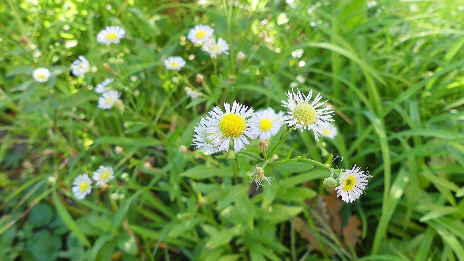 Panasonic Lumix DMC-FZ300 sample photo. Chamomile, flower, chamomile flower photography