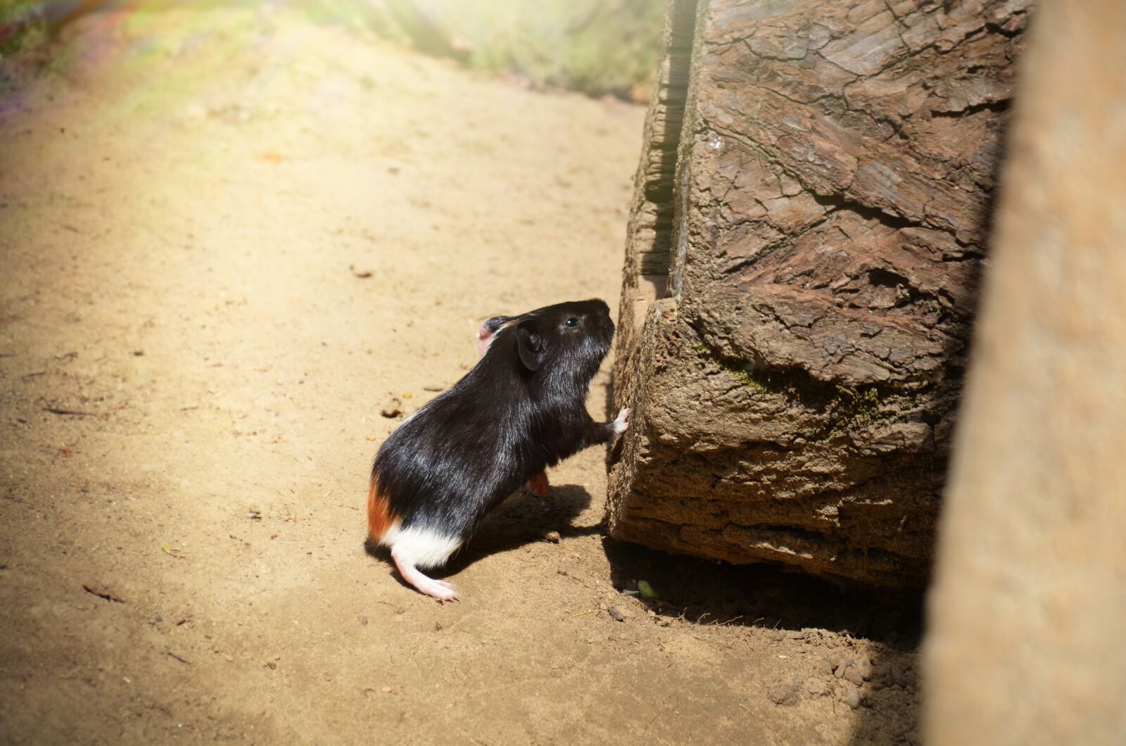 Nikon D5100 sample photo. Guinea-pig, rodent, cub photography