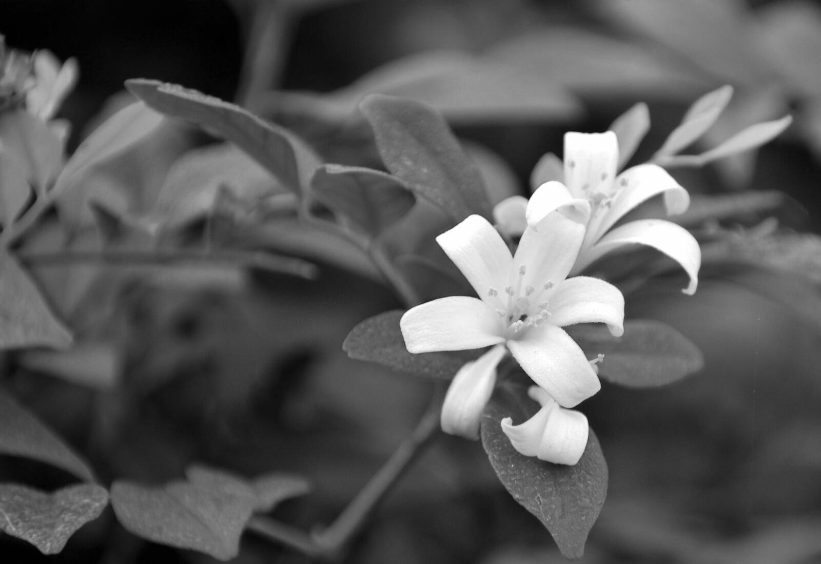 Nikon D5600 sample photo. White flowers, vine, monochrome photography