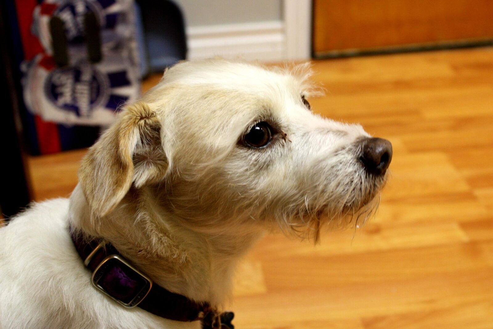 f/3.5-5.6 IS sample photo. Terrier dog, domestic dog photography