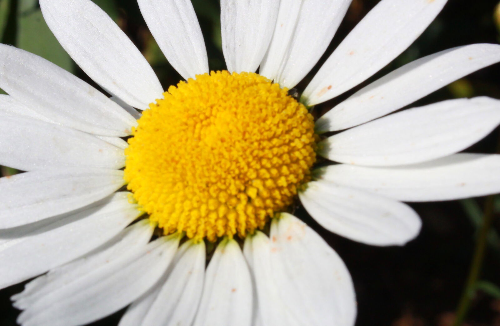 Canon EOS 1300D (EOS Rebel T6 / EOS Kiss X80) sample photo. African, daisy, beautiful, flowers photography