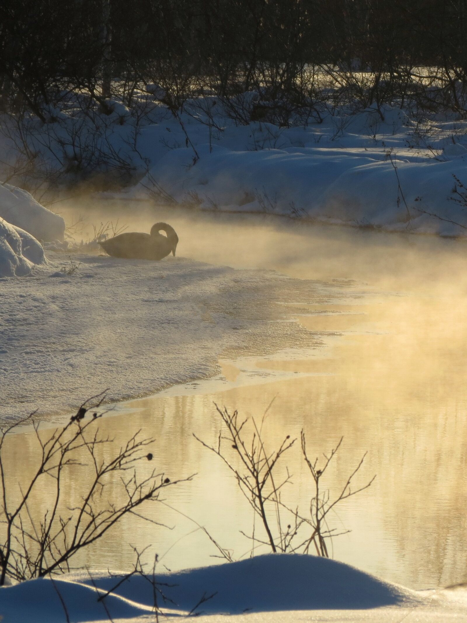 Canon PowerShot SX40 HS sample photo. Wild swan, whooper, river photography