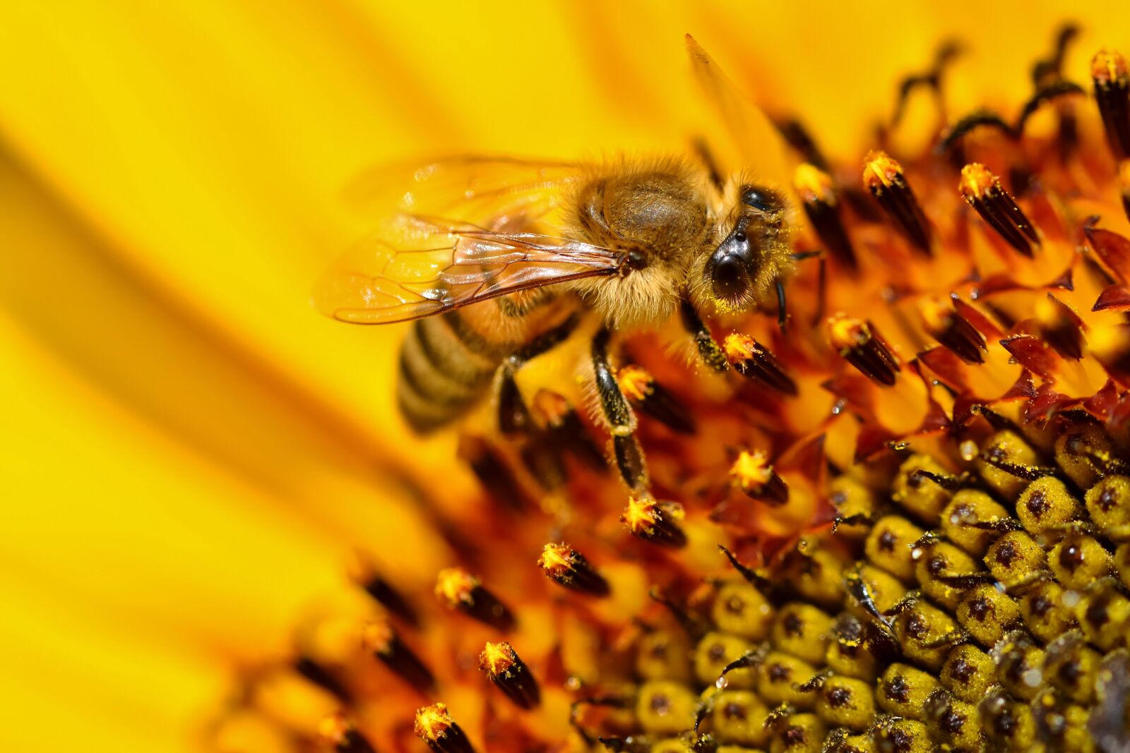 Nikon D7200 sample photo. Sunflower, bee, insect photography