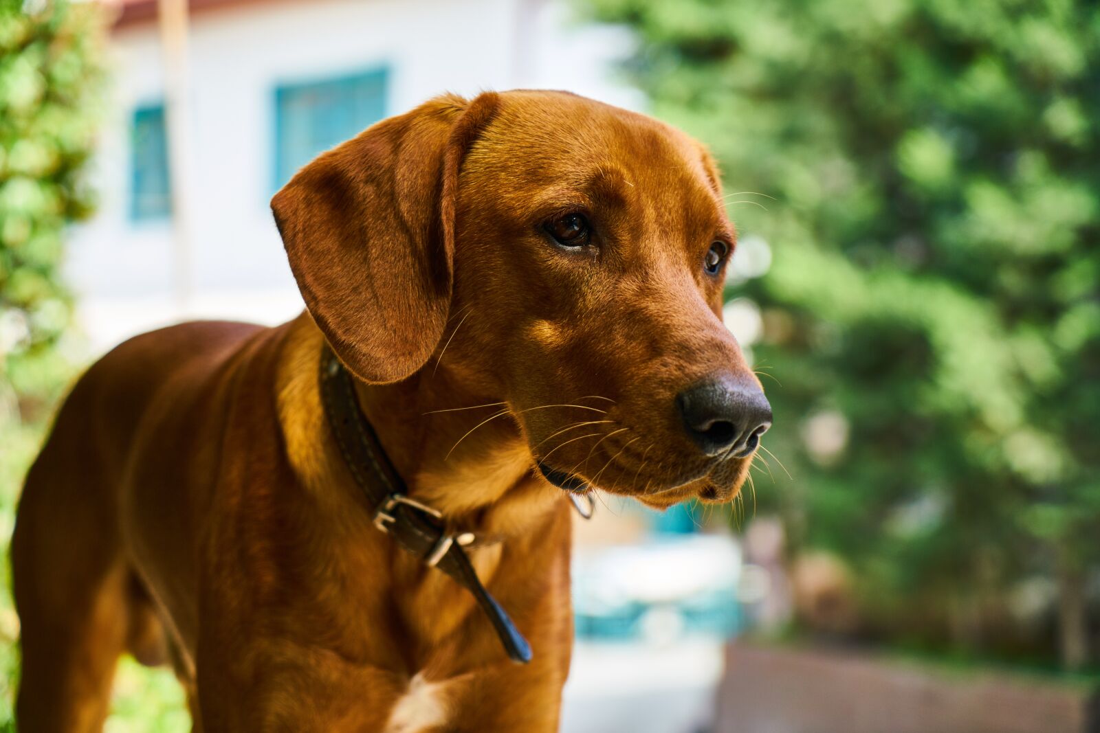 Sony a7R II sample photo. Dog, brown, hunt photography