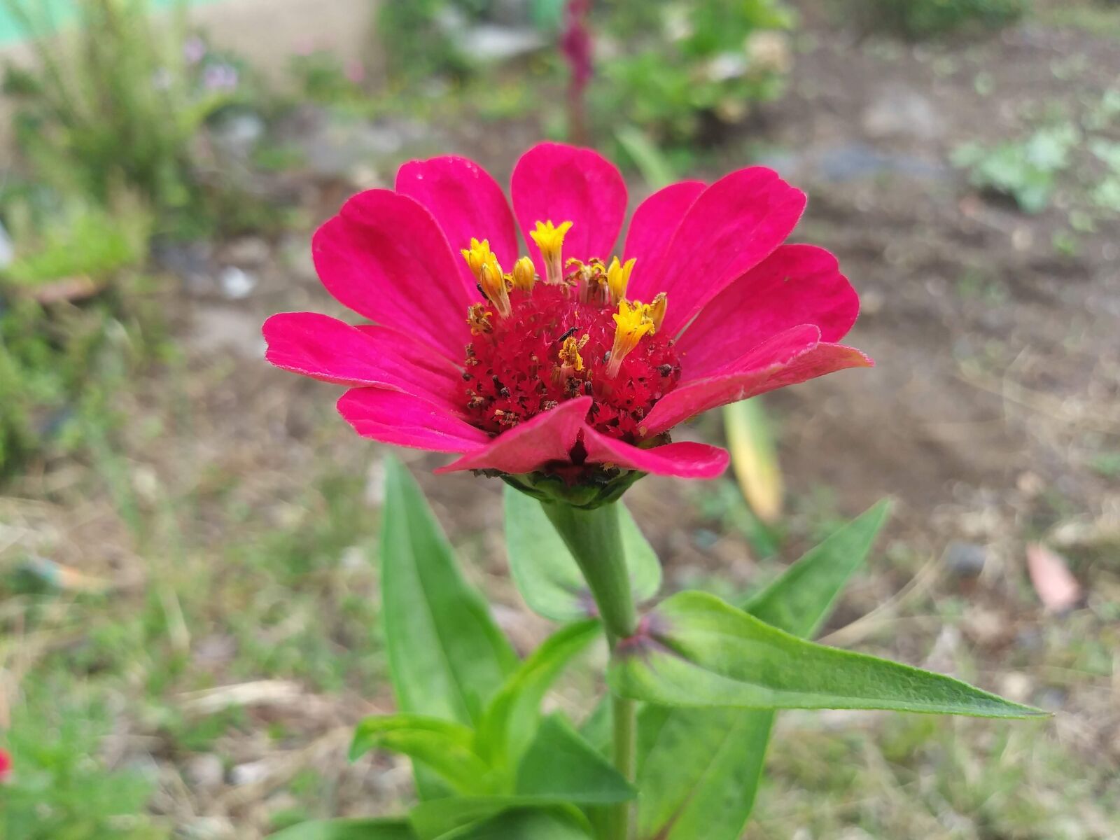 LG K20 PLUS sample photo. Rosa, flower, natural photography