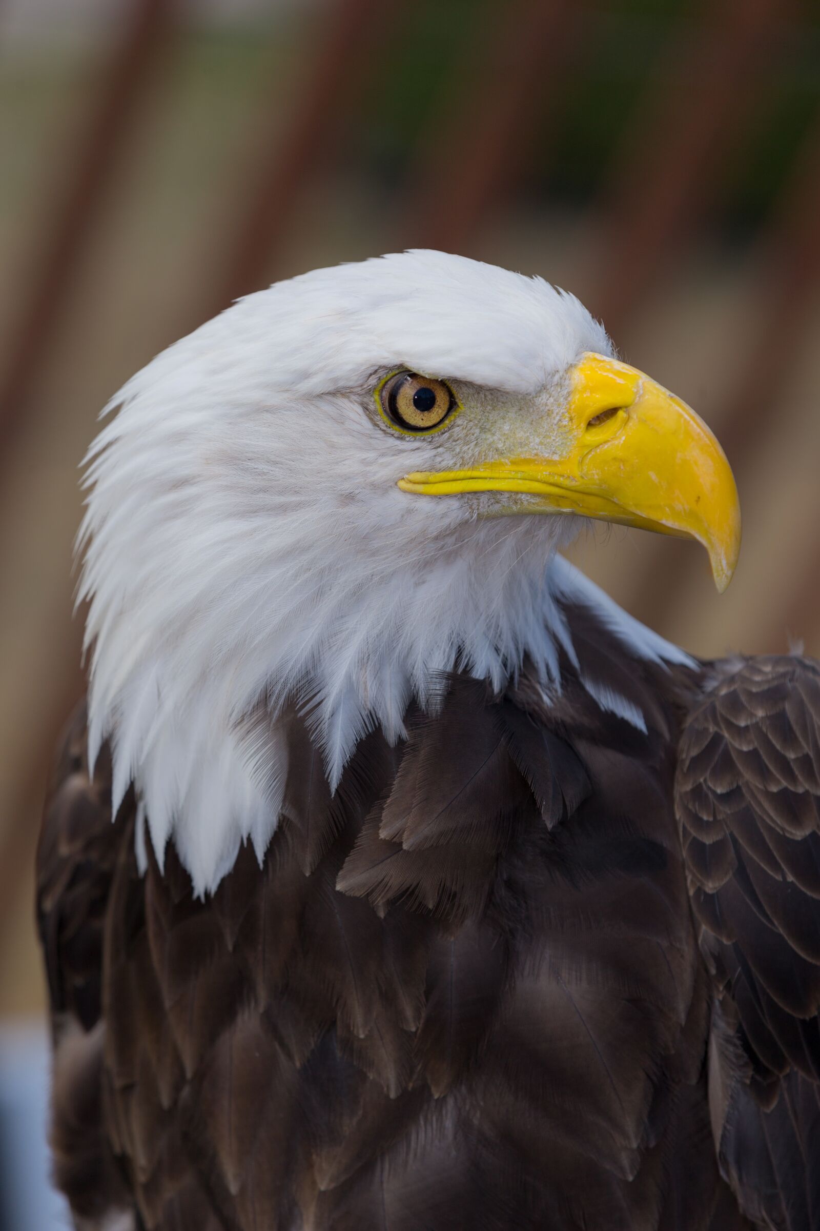 Canon EOS-1D X + Canon EF 70-200mm F2.8L IS II USM sample photo. Eagle, bird, wild photography