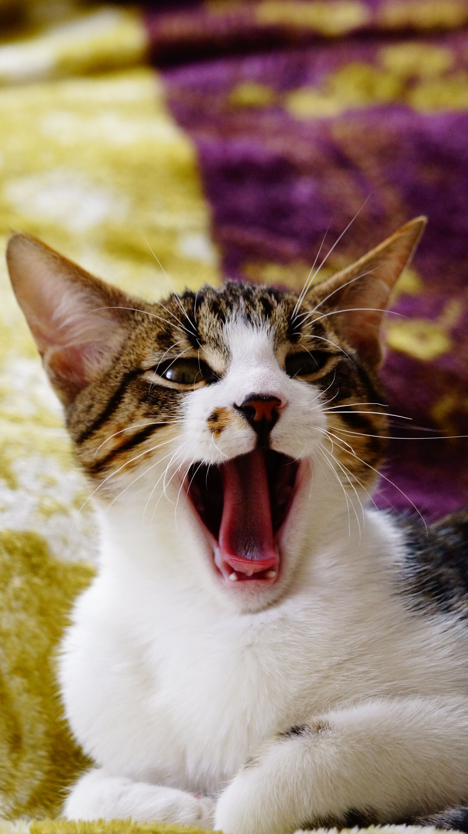 Sony 70-300mm F4.5-5.6 G SSM sample photo. Yawning cat, cat yawn photography