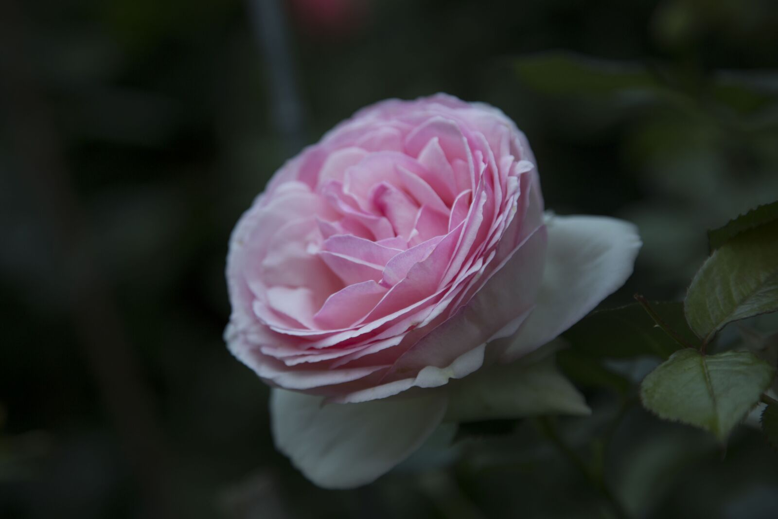 Canon EOS 6D + Canon EF 24-105mm F4L IS USM sample photo. Flower, rosa, garden photography