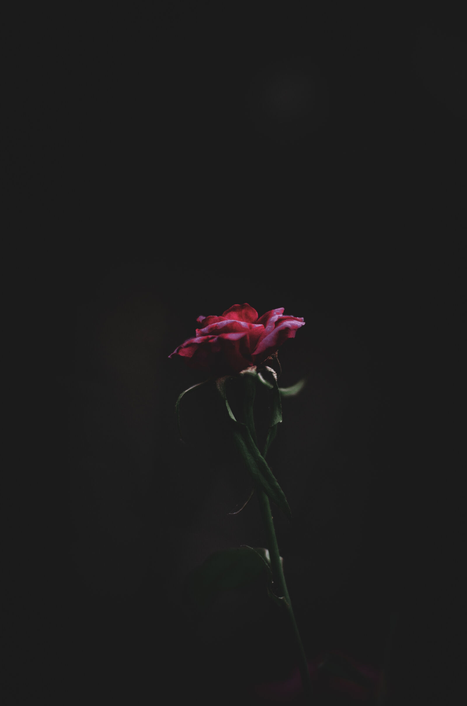 Nikon D5100 sample photo