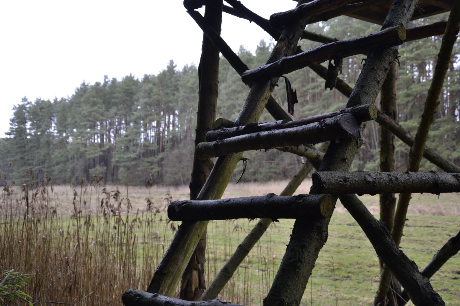 Nikon D3100 sample photo. Tree, wood, nature photography