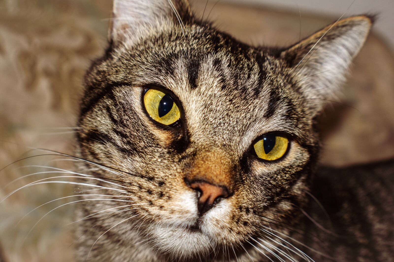 Nikon D3400 sample photo. Cat, feline, pet photography