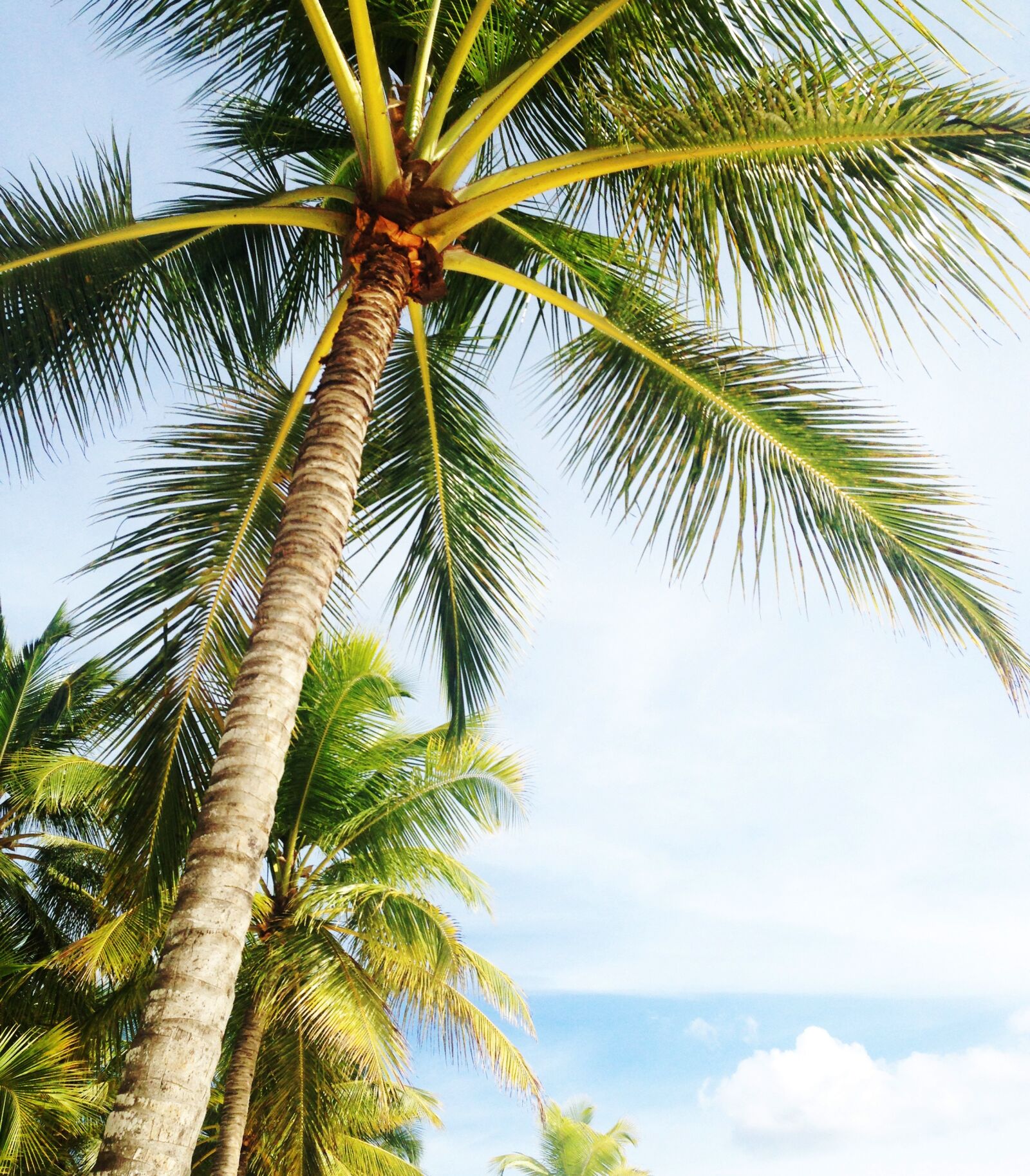 iPhone 5 back camera 4.12mm f/2.4 sample photo. Palm tree, holiday, miami photography