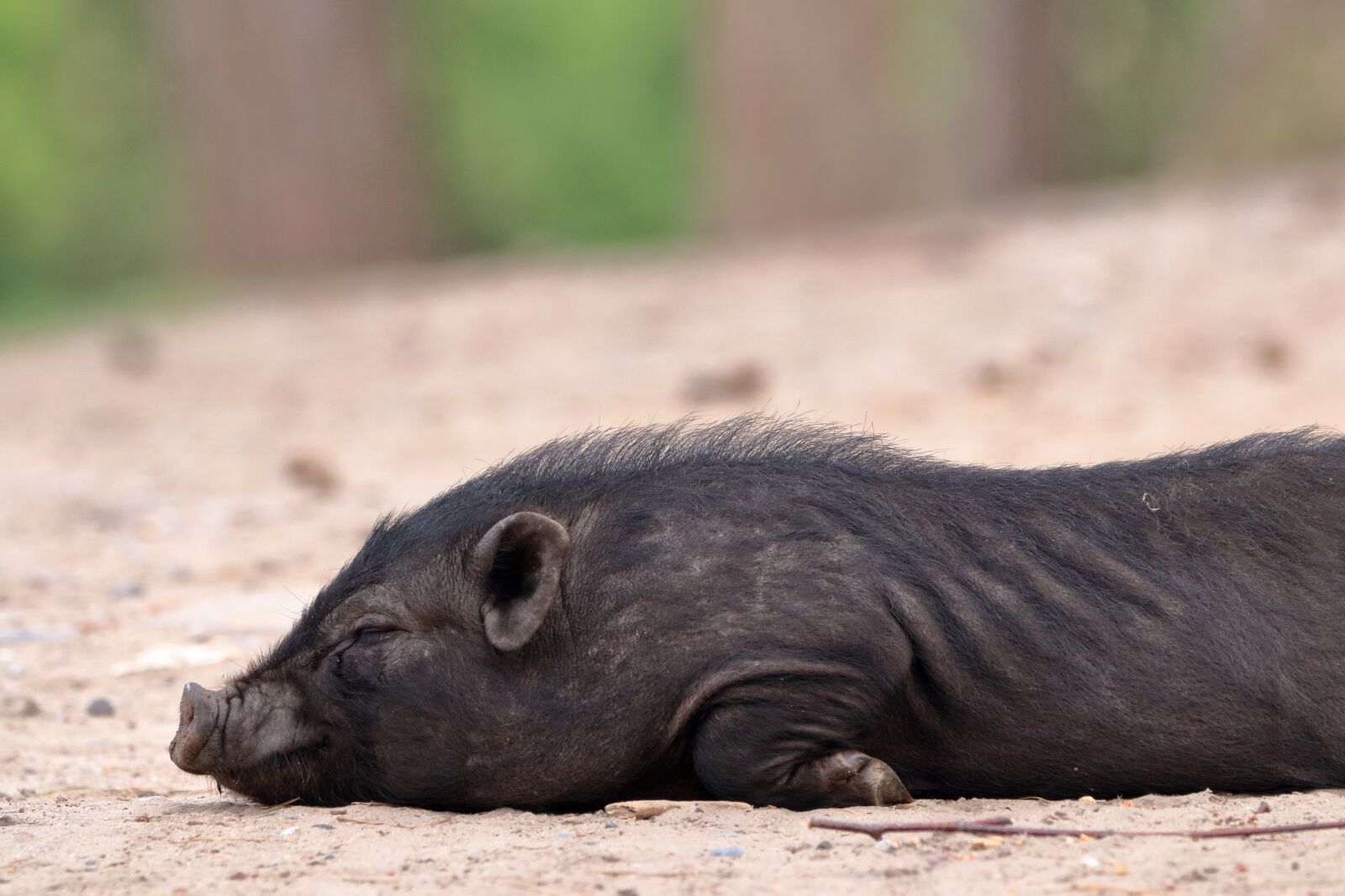 150-600mm F5-6.3 DG OS HSM | Contemporary 015 sample photo. Pig, wild, mammal photography