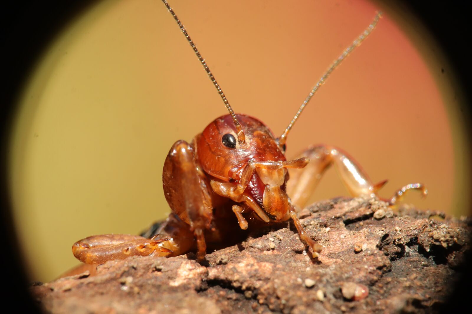 Canon EF-M 15-45mm F3.5-6.3 IS STM sample photo. Insect, nature, cricket photography