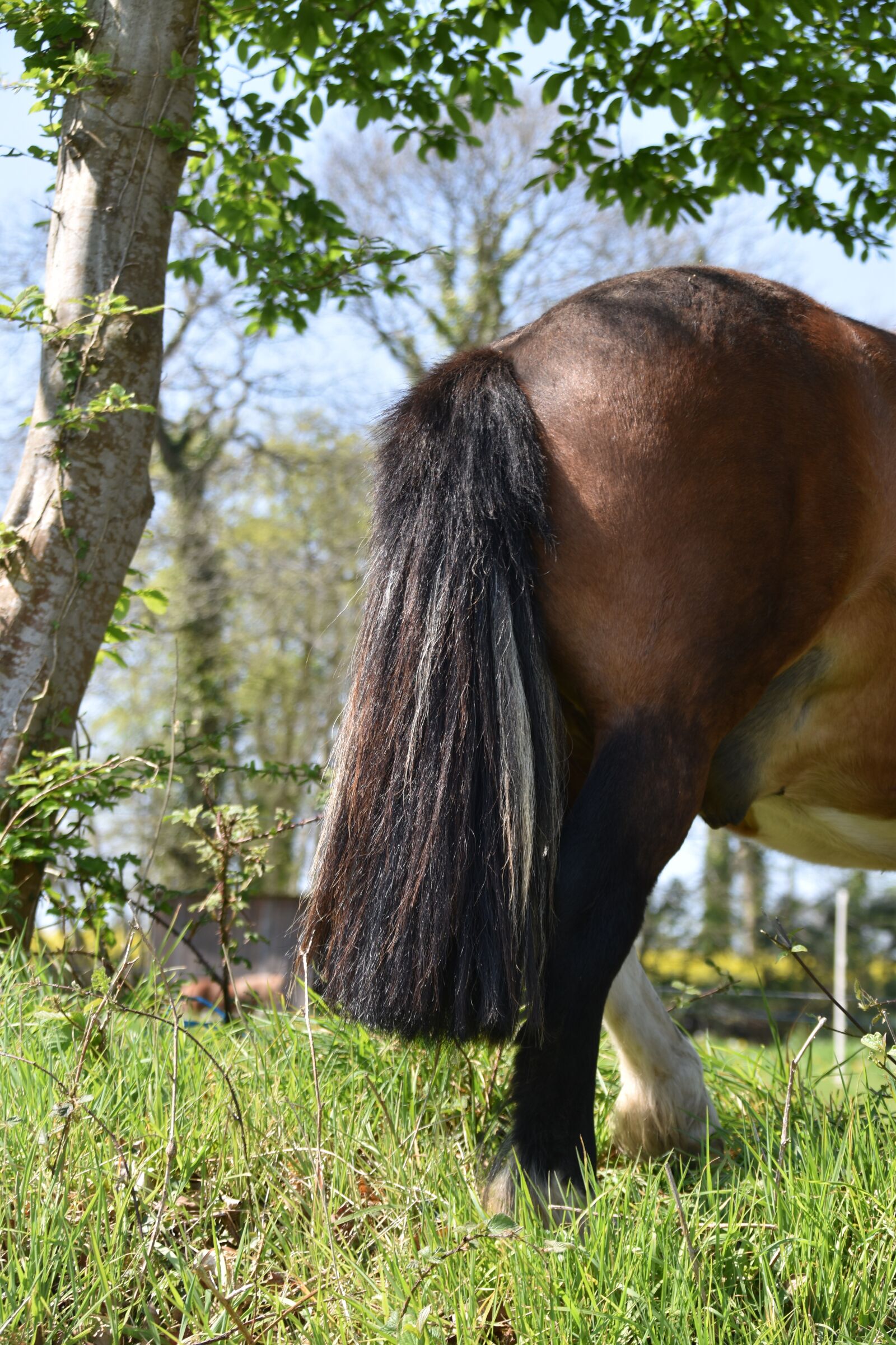 Nikon D5600 sample photo. Ponytail, horsehair, post photography