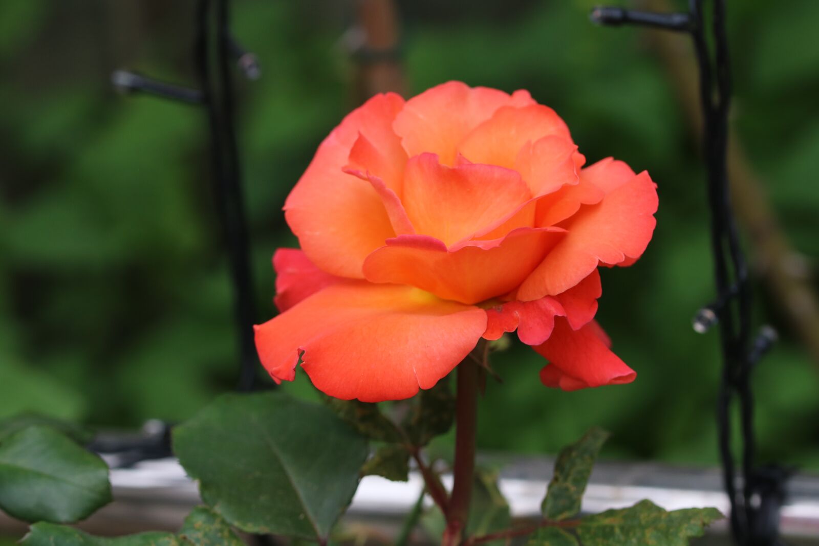 Canon EOS 750D (EOS Rebel T6i / EOS Kiss X8i) sample photo. Rose, rose festival, park photography
