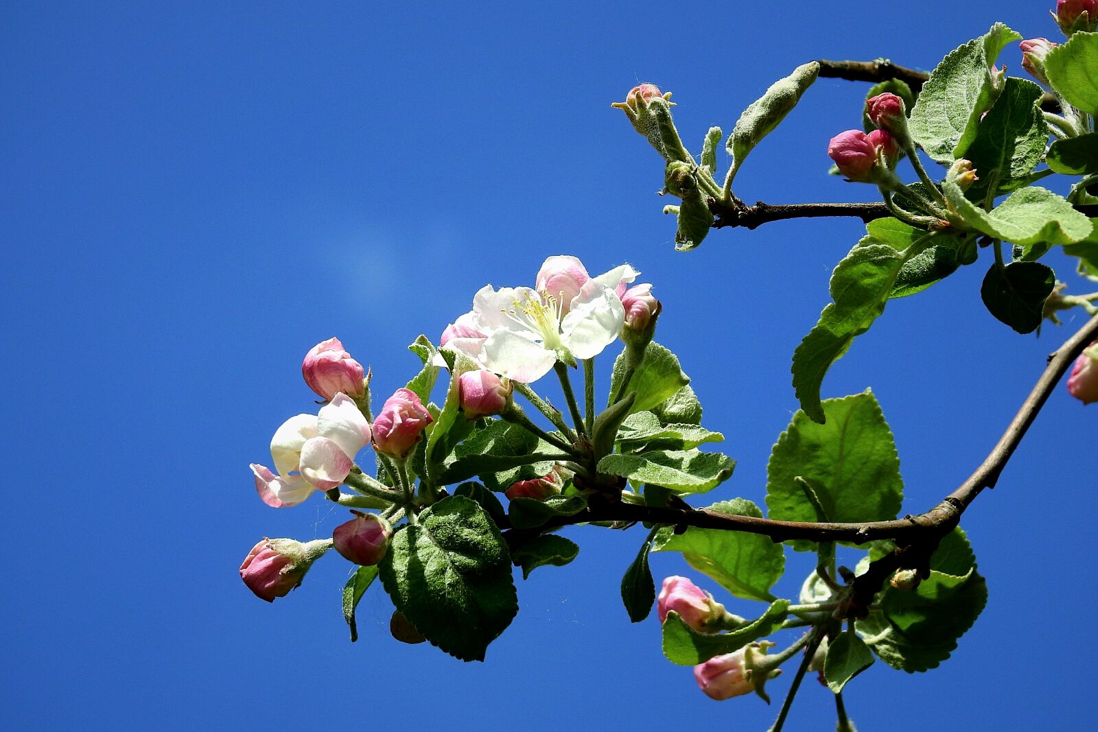 Nikon Coolpix P900 sample photo. Flowers, flowering, spring photography