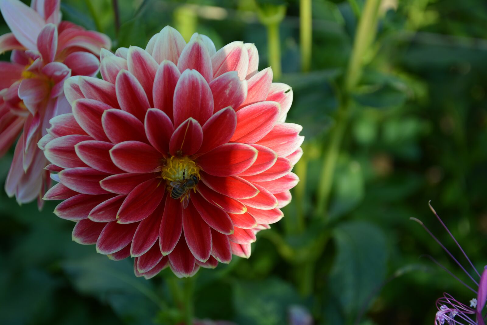 Nikon D5200 sample photo. Garden, slovakia, nature photography