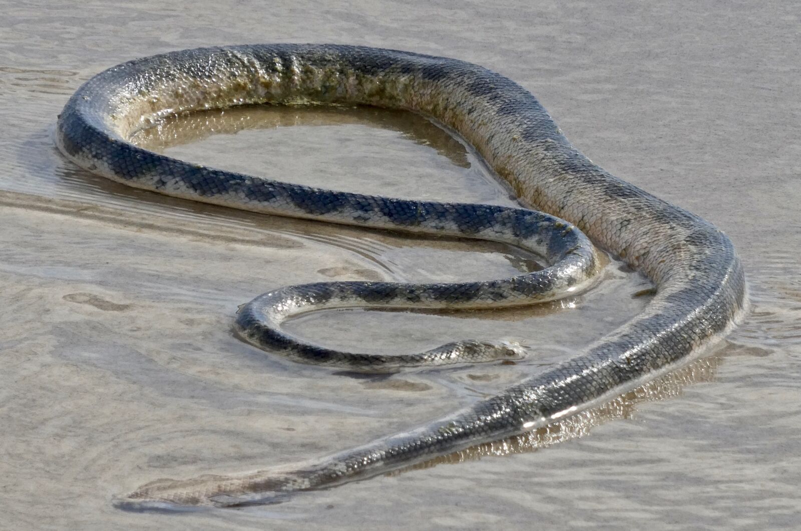 Panasonic Lumix DC-ZS70 (Lumix DC-TZ90) sample photo. Snake, sea, serpent photography