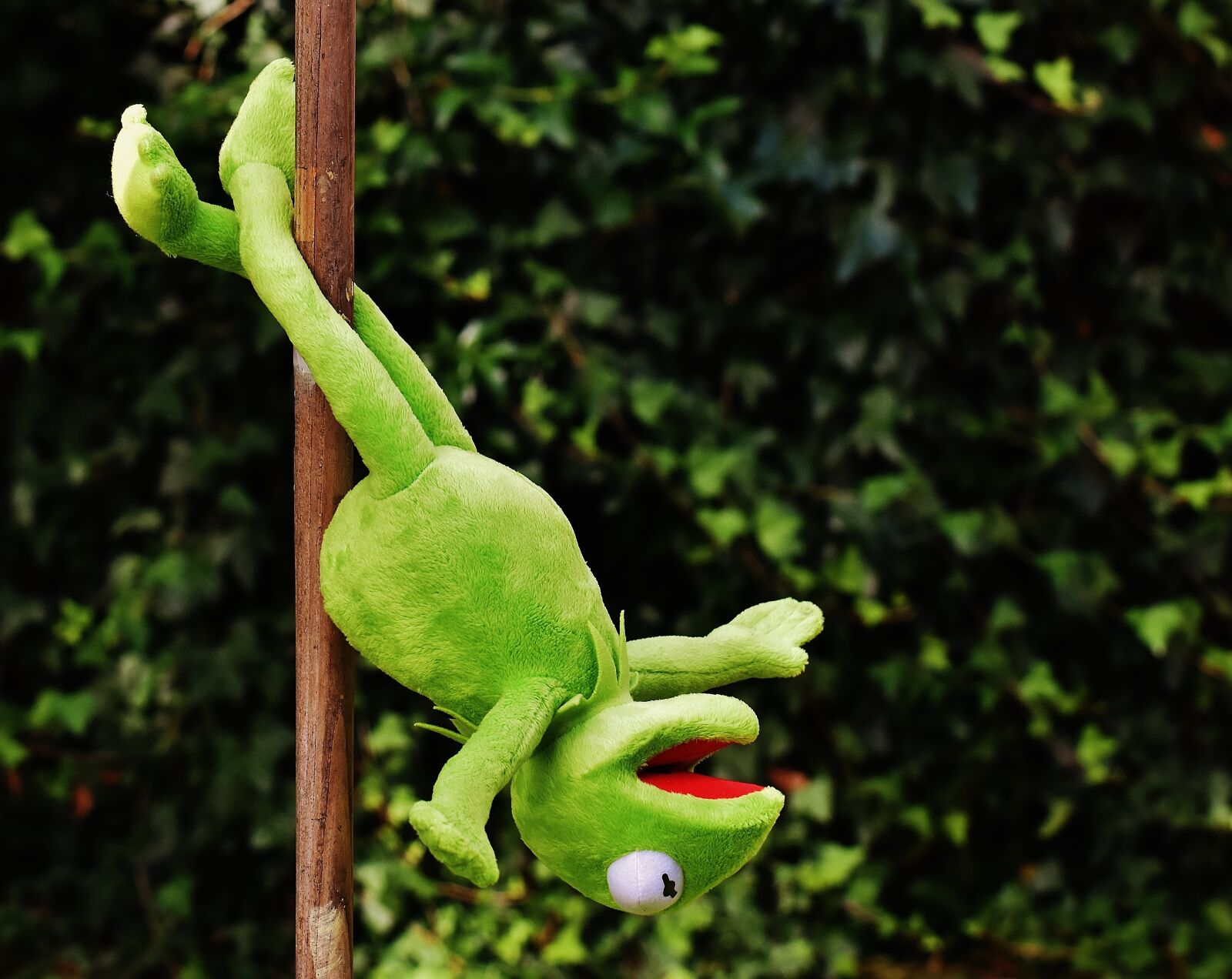 Nikon D7200 sample photo. Pole dance, kermit, funny photography