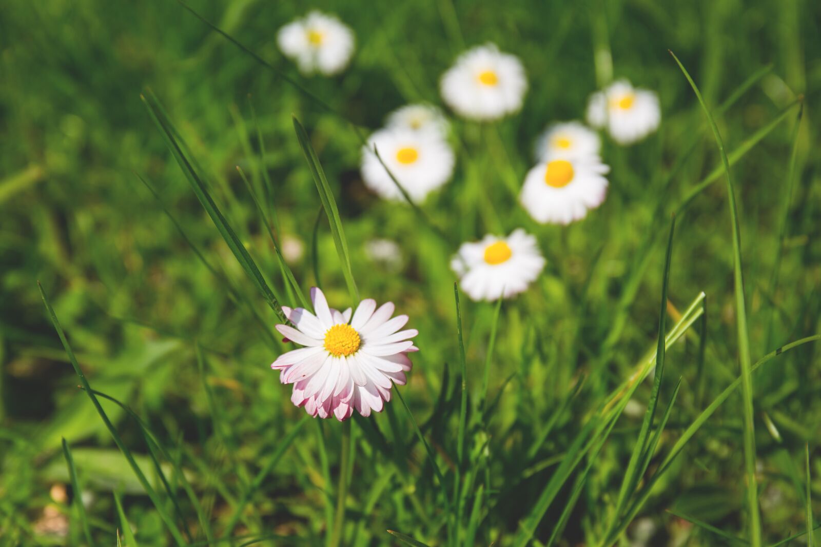 Canon EF 24-70mm F4L IS USM sample photo. Nature, bloom, blooming photography