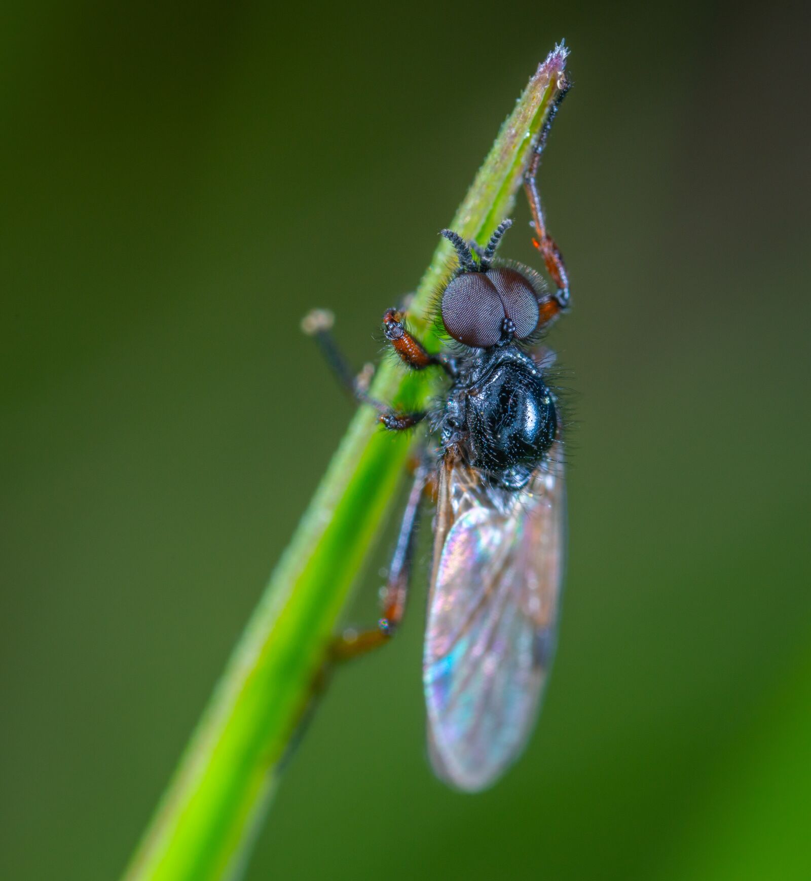 #124 65/2.8 sample photo. Insect, fly, blade of photography