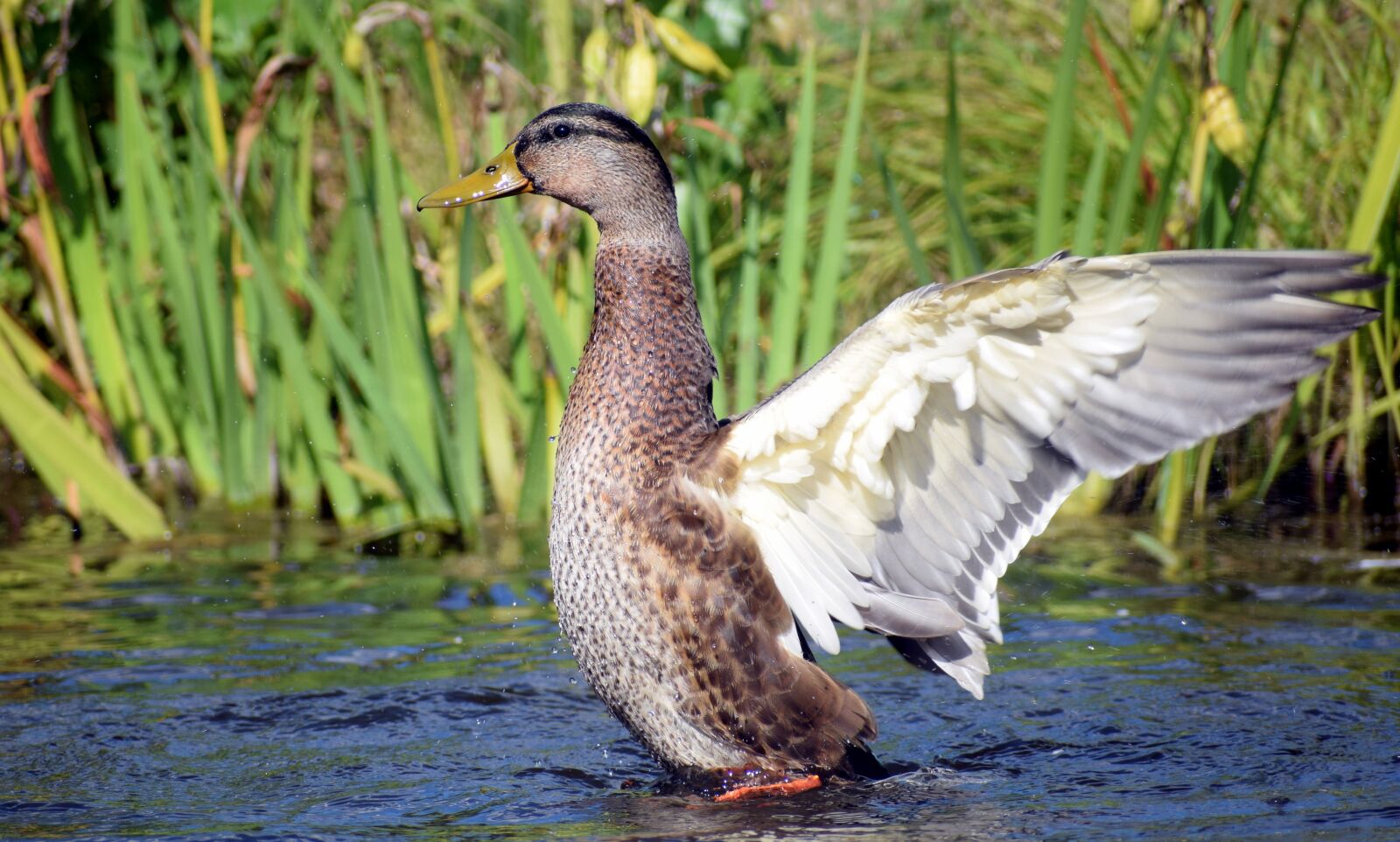 Nikon D5300 sample photo. Duck, feather, wing photography