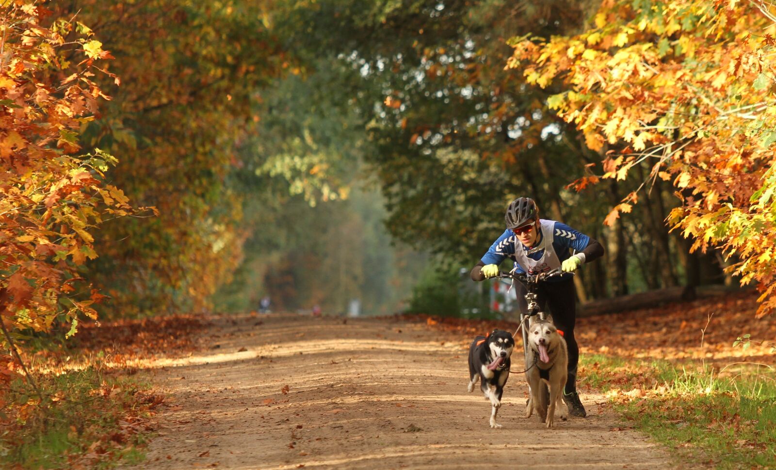 Canon EOS 7D sample photo. Husky, sled dog, dog photography