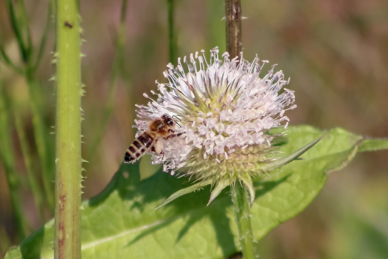 Canon EF75-300mm f/4-5.6 sample photo. Wildflower, stalk, szam rk photography