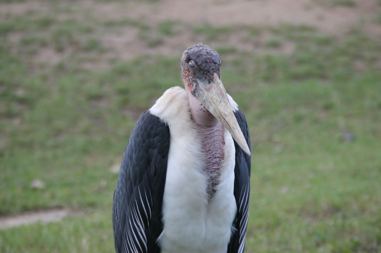 Canon EOS 1100D (EOS Rebel T3 / EOS Kiss X50) sample photo. Bird, zoo, animal photography